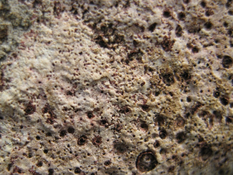 Un altro lichene rosa